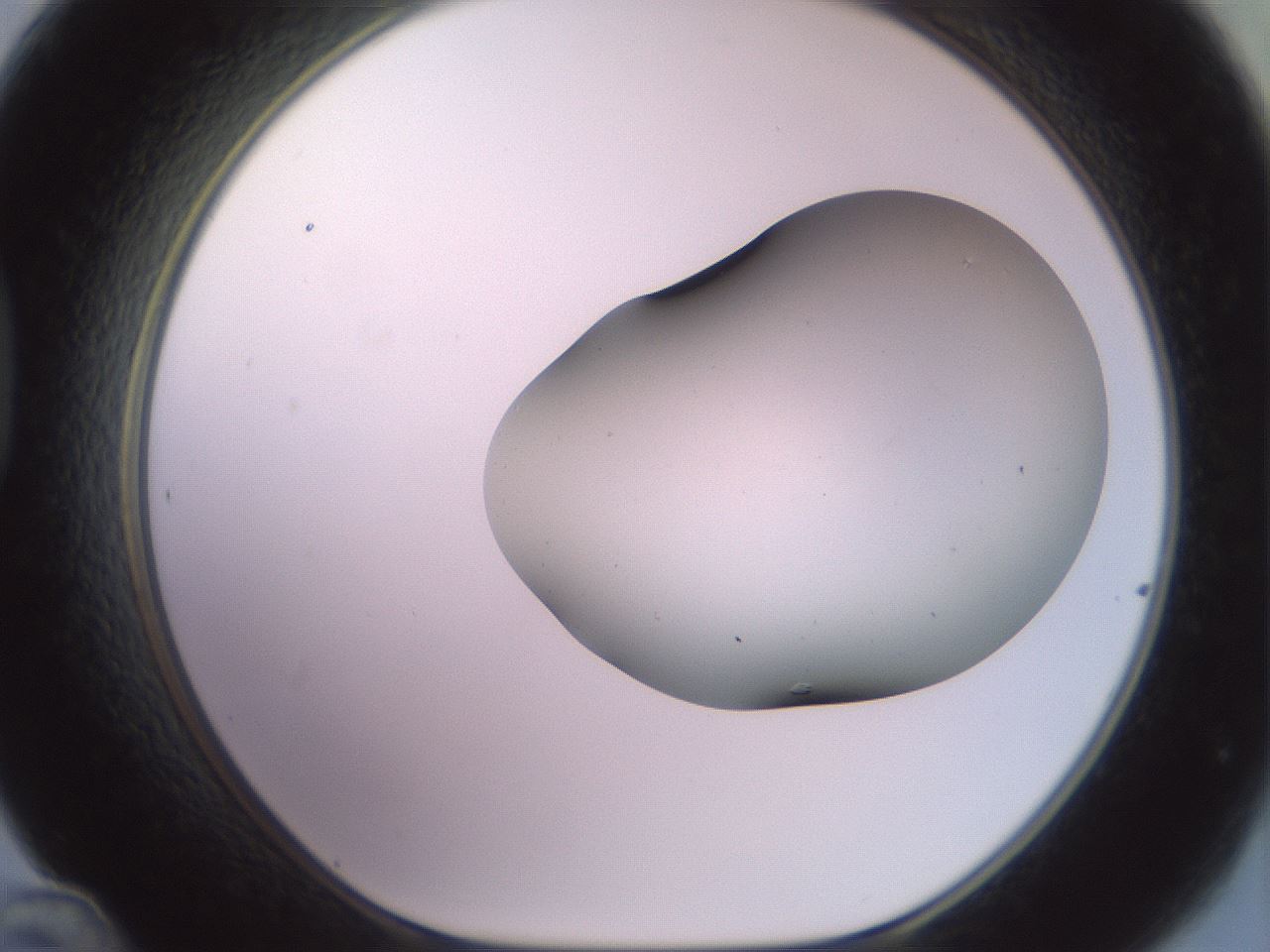 folderID416_plateID2416_batchID11658_wellNum48_profileID1_d1_r179215_ef.jpg