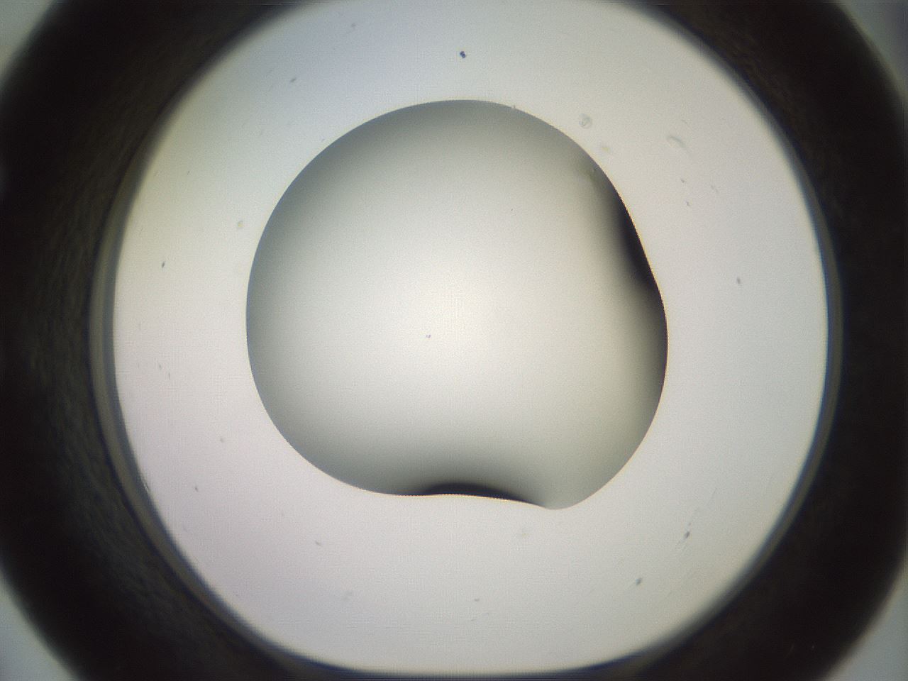 folderID416_plateID2416_batchID11658_wellNum55_profileID1_d1_r179222_ef.jpg