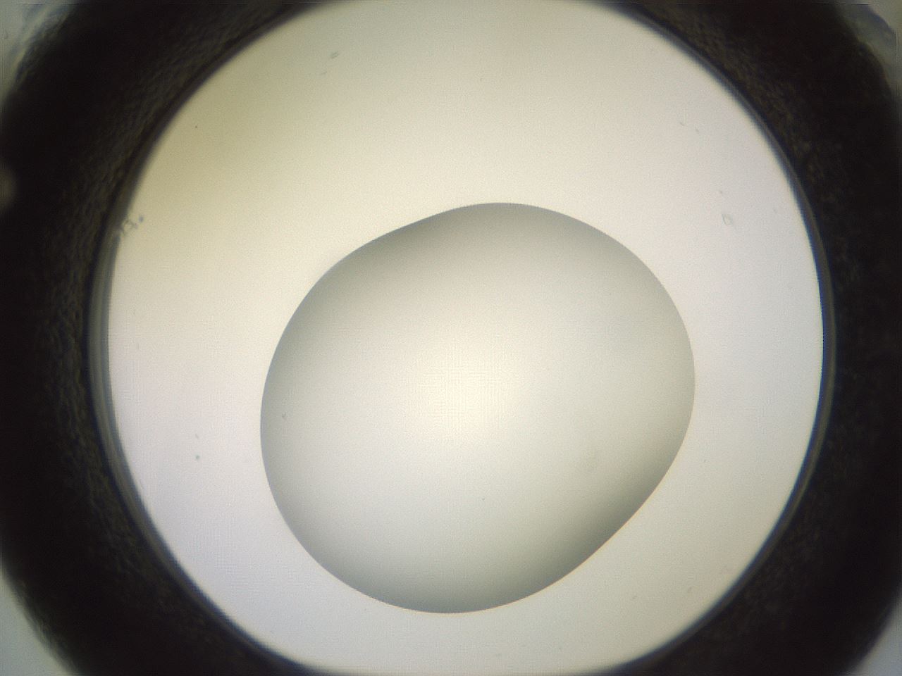 folderID416_plateID2416_batchID11658_wellNum61_profileID1_d1_r179228_ef.jpg