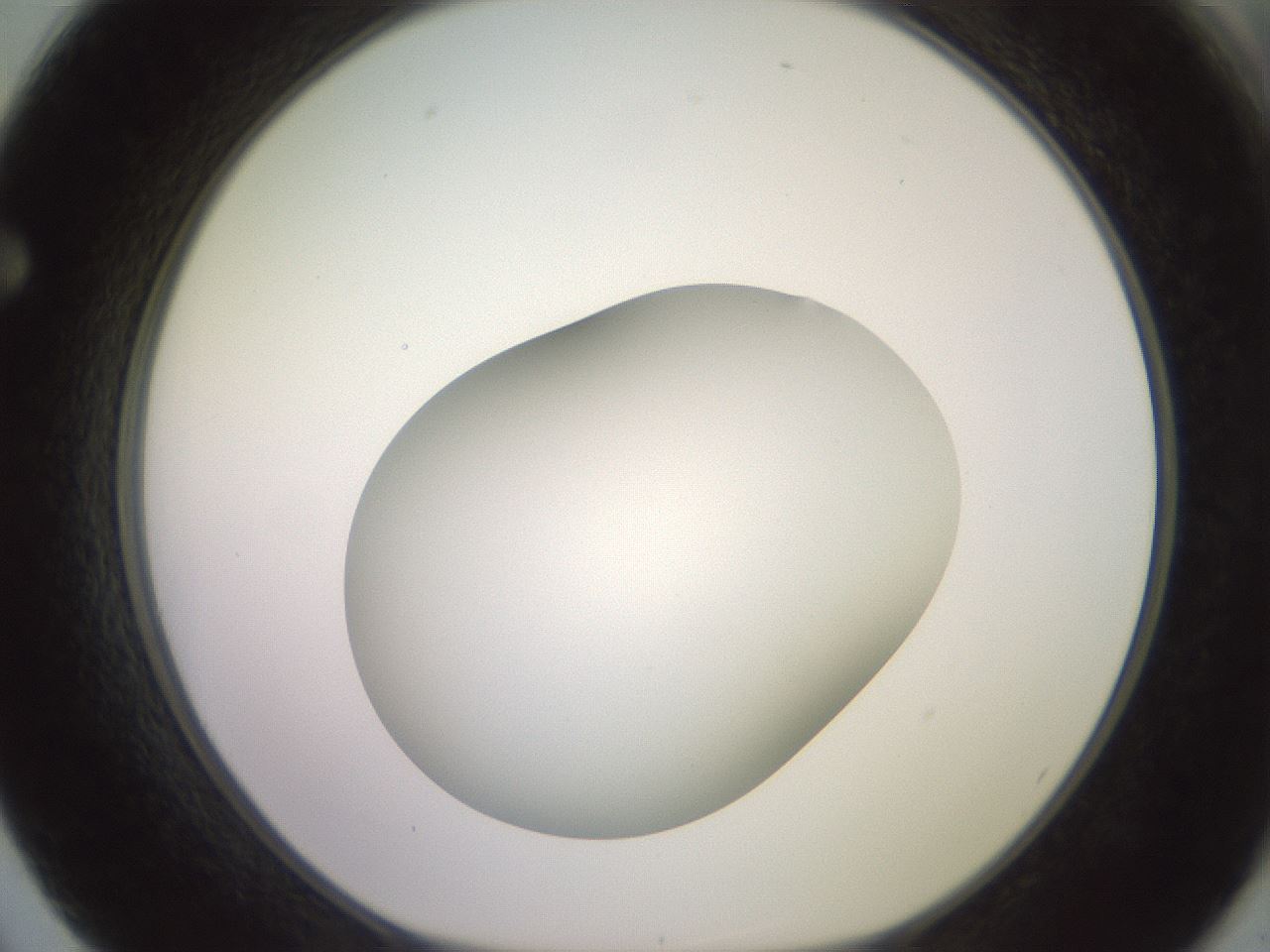 folderID416_plateID2416_batchID11658_wellNum62_profileID1_d1_r179229_ef.jpg
