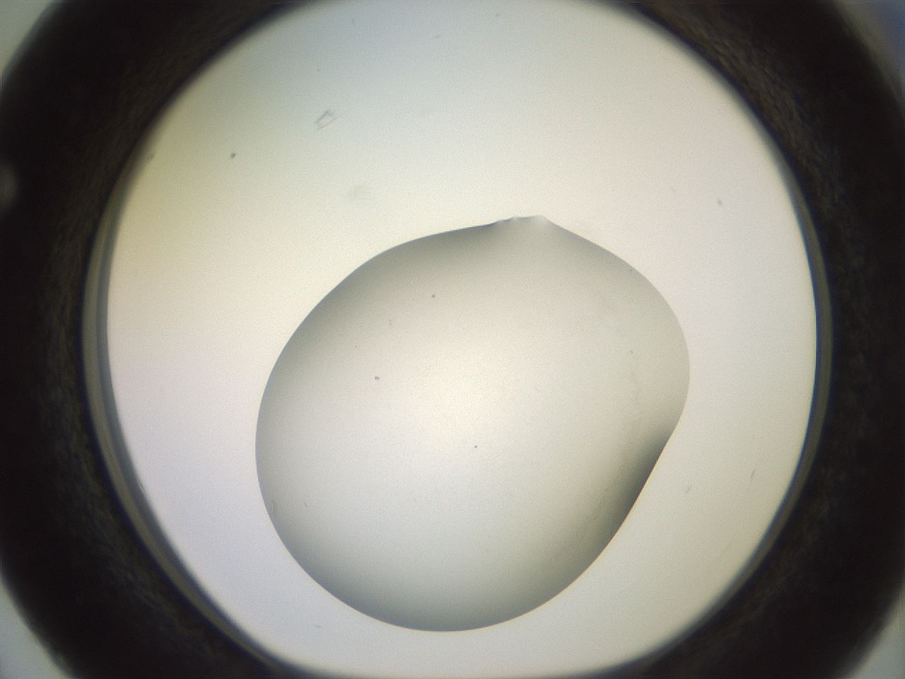 folderID416_plateID2416_batchID11658_wellNum63_profileID1_d1_r179230_ef.jpg