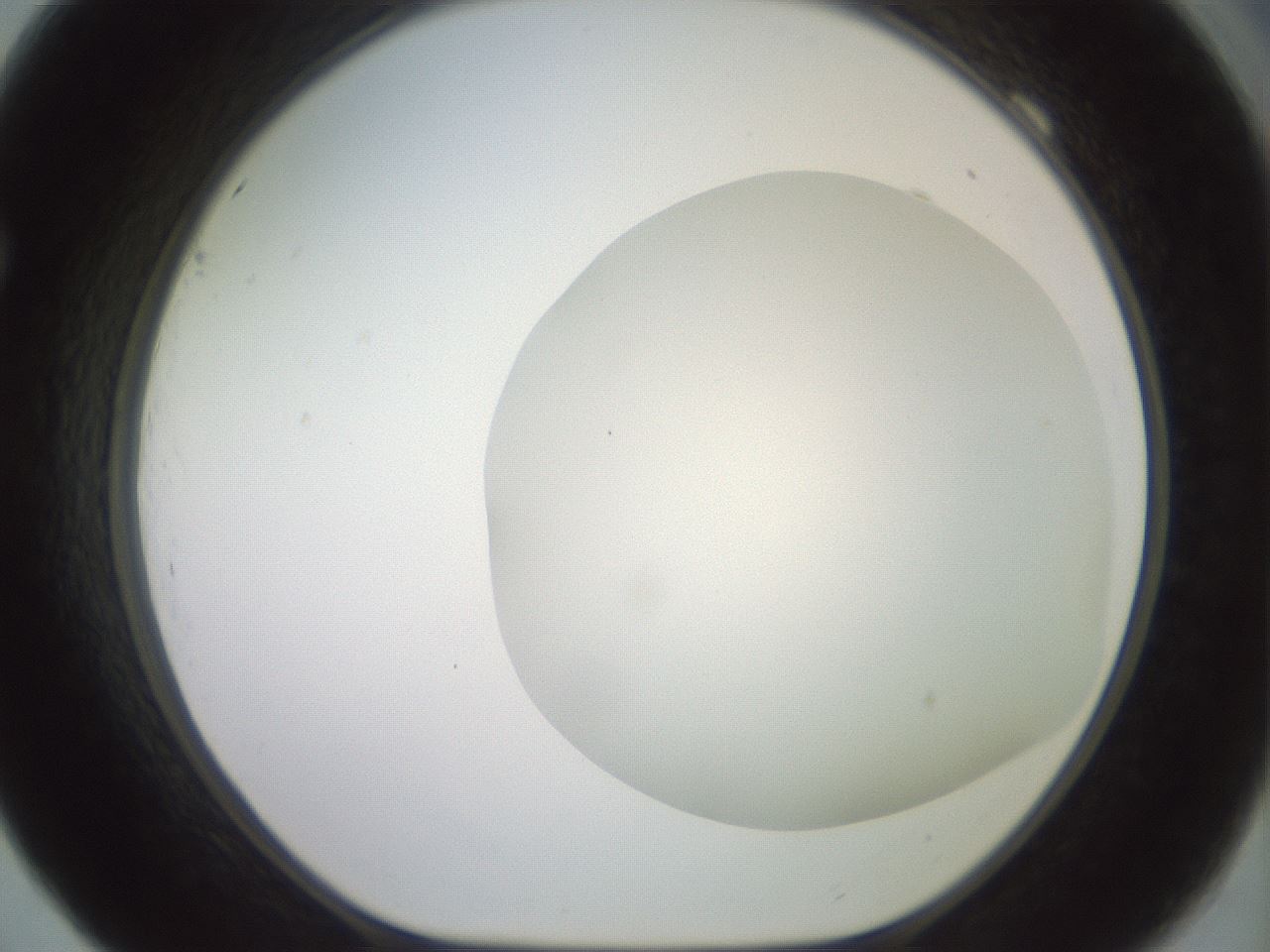 folderID416_plateID2416_batchID11658_wellNum69_profileID1_d1_r179236_ef.jpg