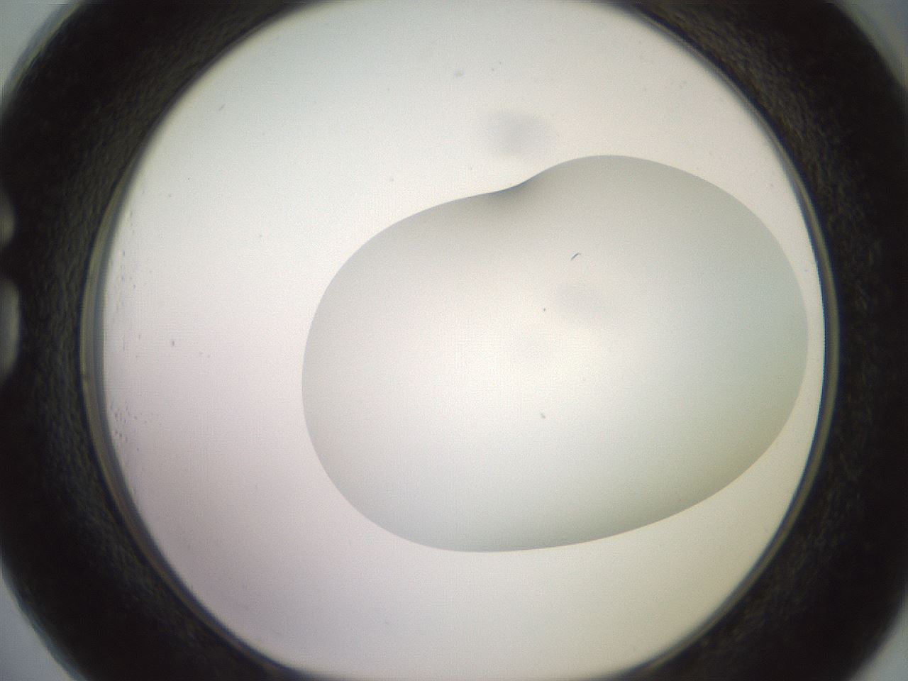 folderID416_plateID2416_batchID11658_wellNum73_profileID1_d1_r179240_ef.jpg