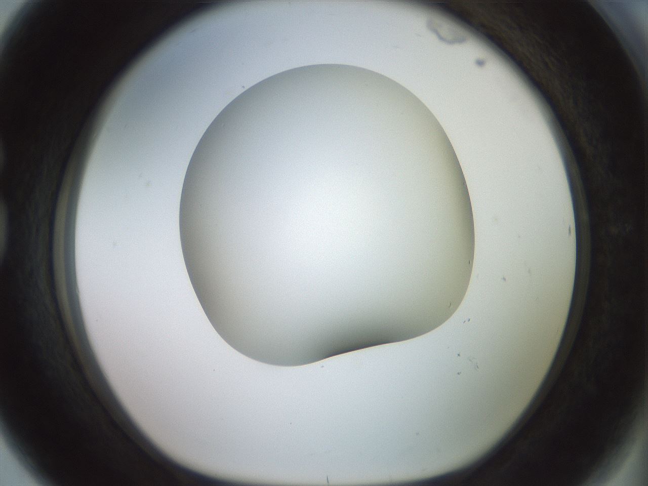 folderID416_plateID2416_batchID11658_wellNum80_profileID1_d1_r179247_ef.jpg