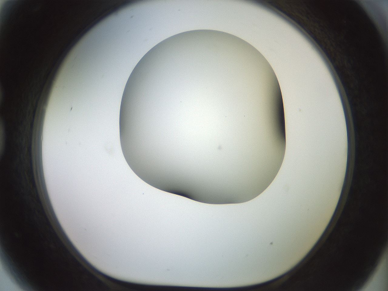 folderID416_plateID2416_batchID11658_wellNum81_profileID1_d1_r179248_ef.jpg