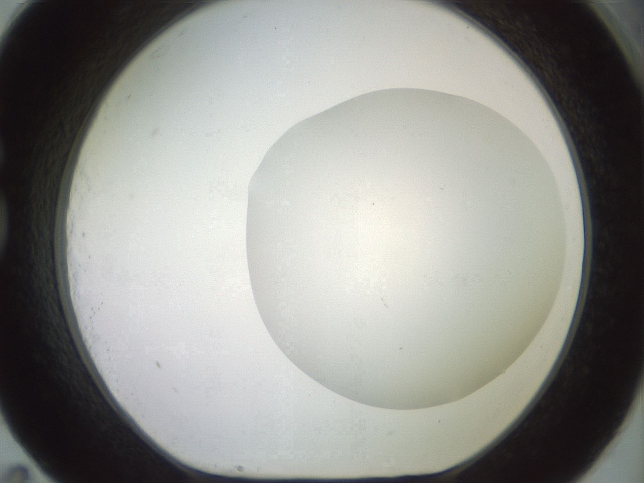 folderID416_plateID2416_batchID11658_wellNum83_profileID1_d1_r179250_ef.jpg