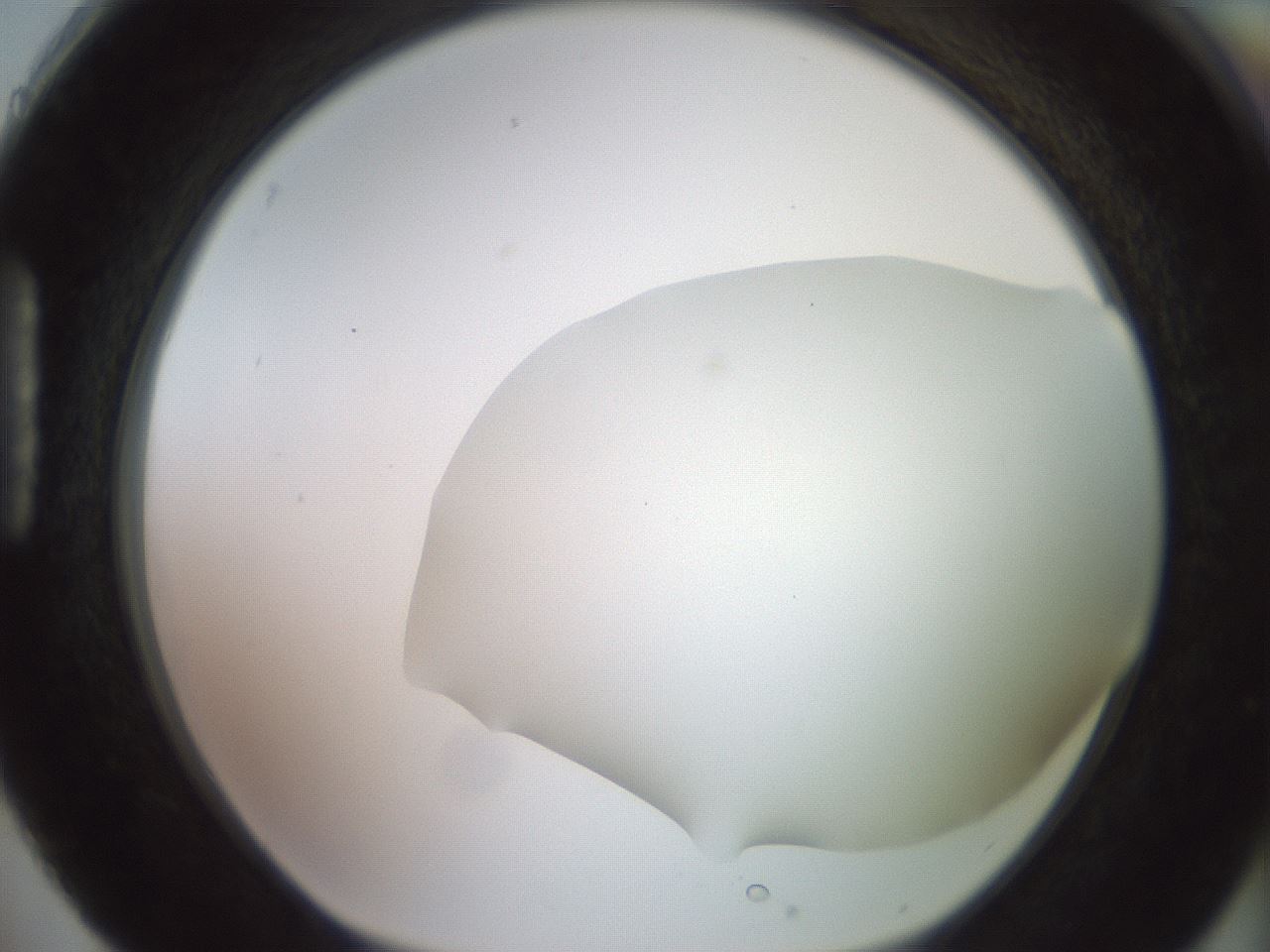 folderID416_plateID2416_batchID11658_wellNum88_profileID1_d1_r179255_ef.jpg