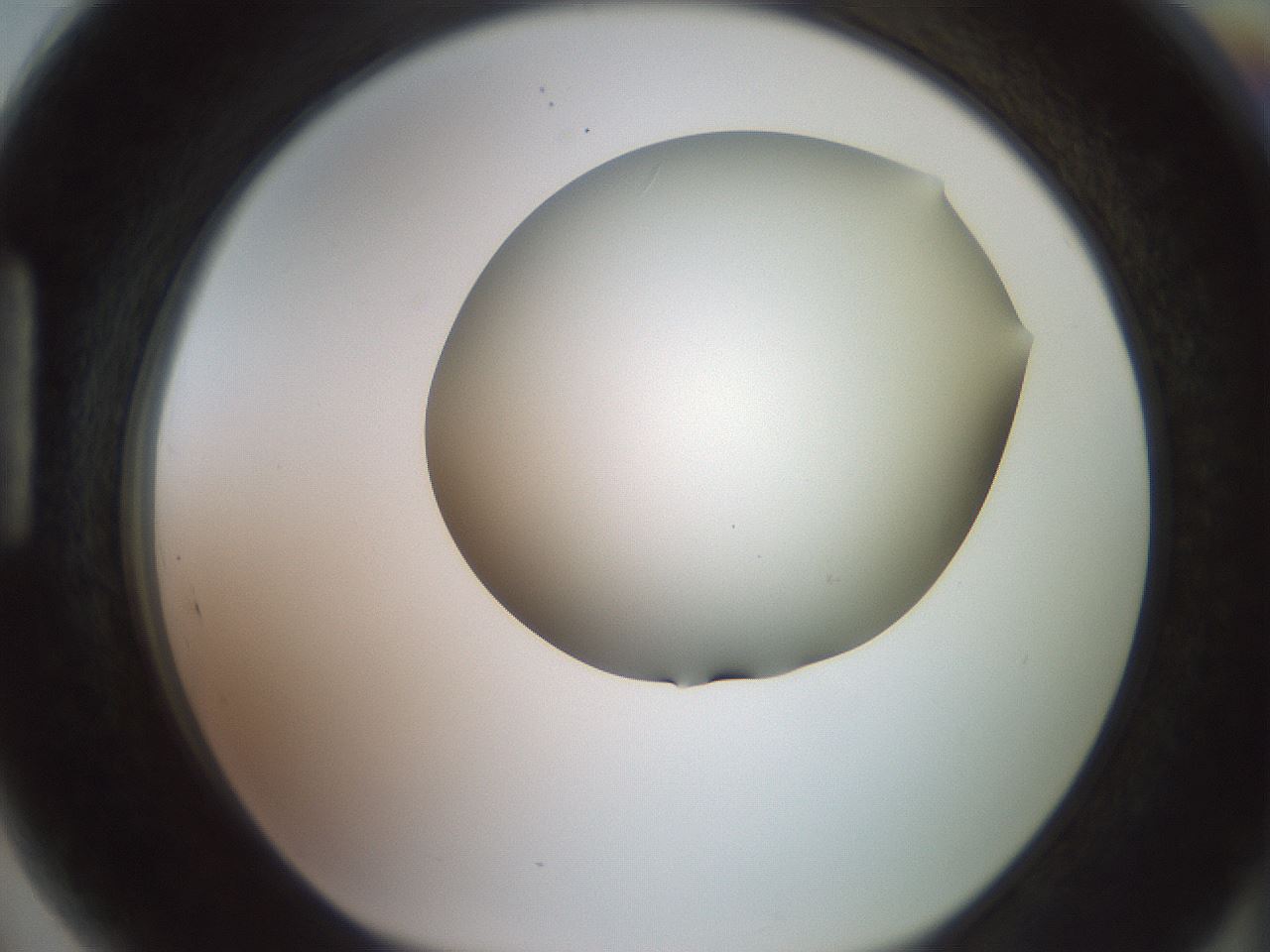 folderID416_plateID2416_batchID11658_wellNum89_profileID1_d1_r179256_ef.jpg