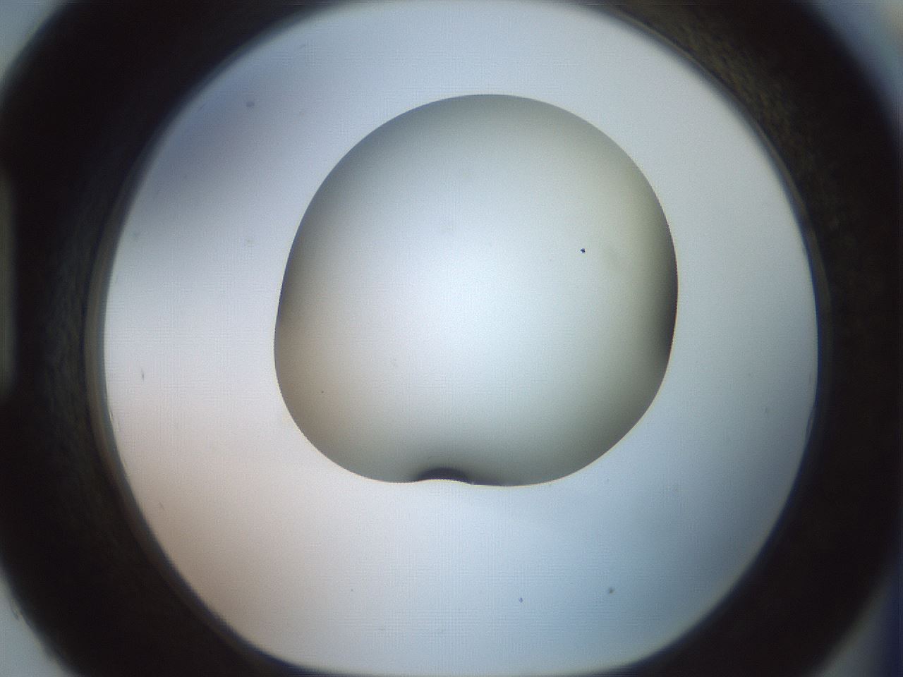 folderID416_plateID2416_batchID11658_wellNum93_profileID1_d1_r179260_ef.jpg