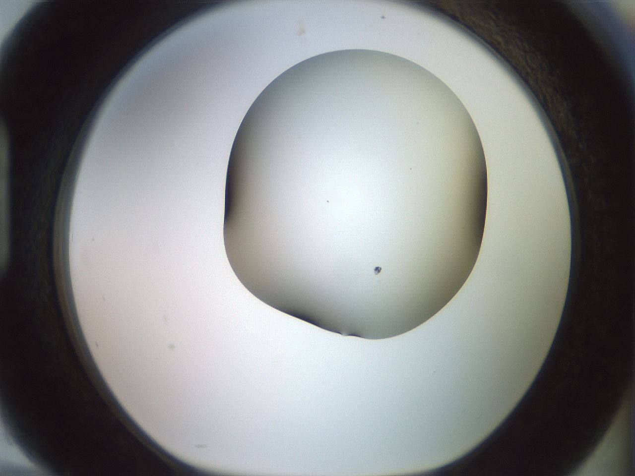 folderID416_plateID2416_batchID11658_wellNum94_profileID1_d1_r179261_ef.jpg