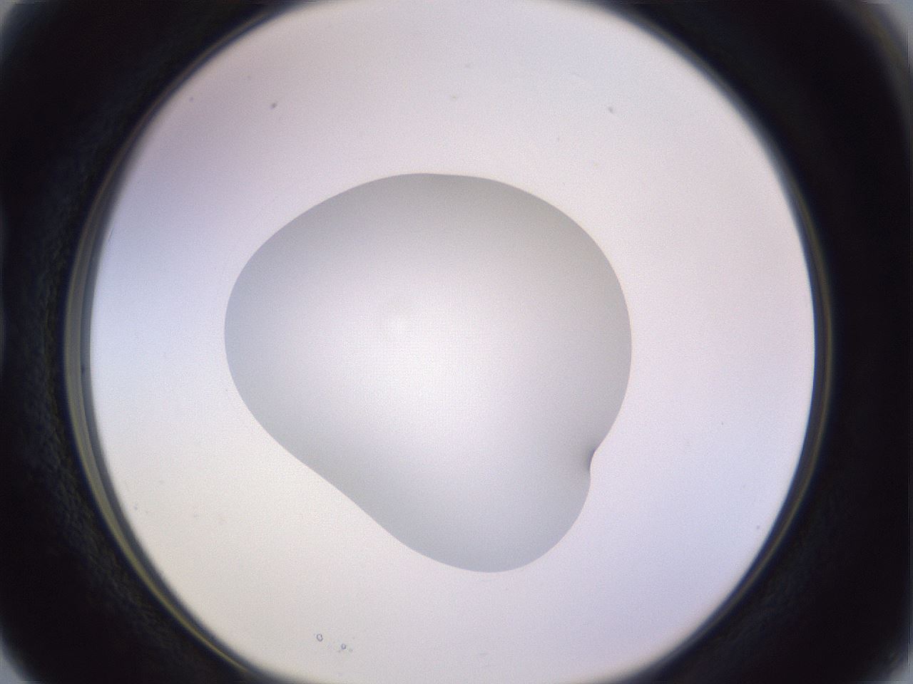 folderID417_plateID1417_batchID5188_wellNum15_profileID1_d1_r86624_ef.jpg