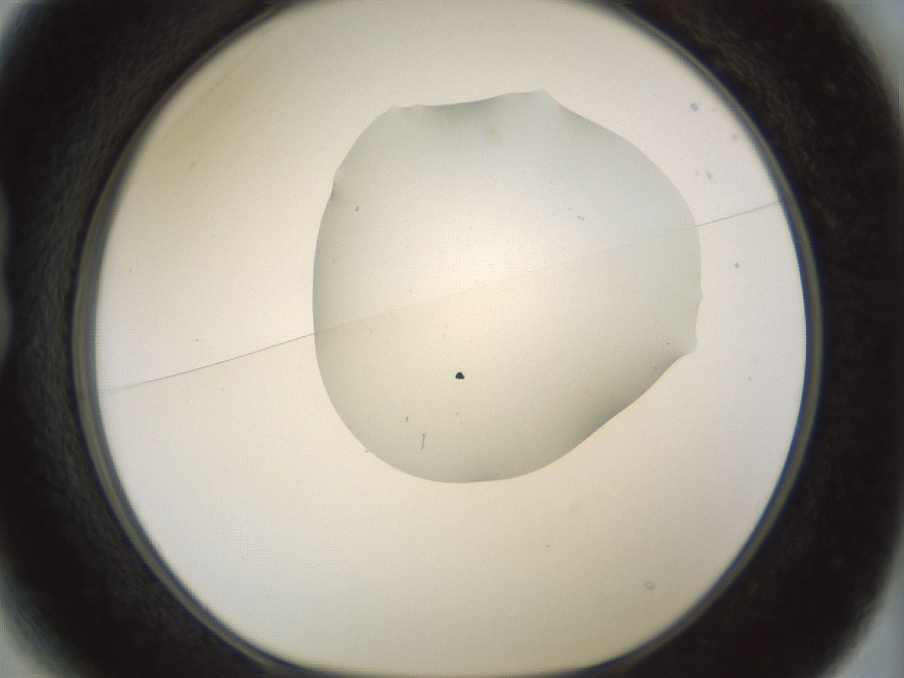 folderID183_plateID1183_batchID3364_wellNum13_profileID1_d1_r65611_ef.jpg