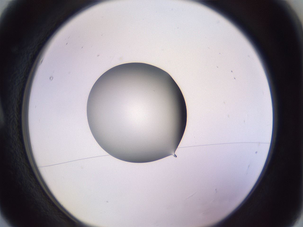 folderID417_plateID1417_batchID5188_wellNum5_profileID1_d1_r86614_ef.jpg