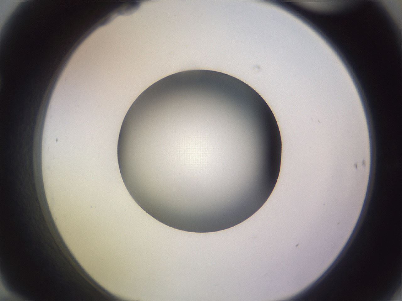 folderID417_plateID1417_batchID5188_wellNum70_profileID1_d1_r86679_ef.jpg
