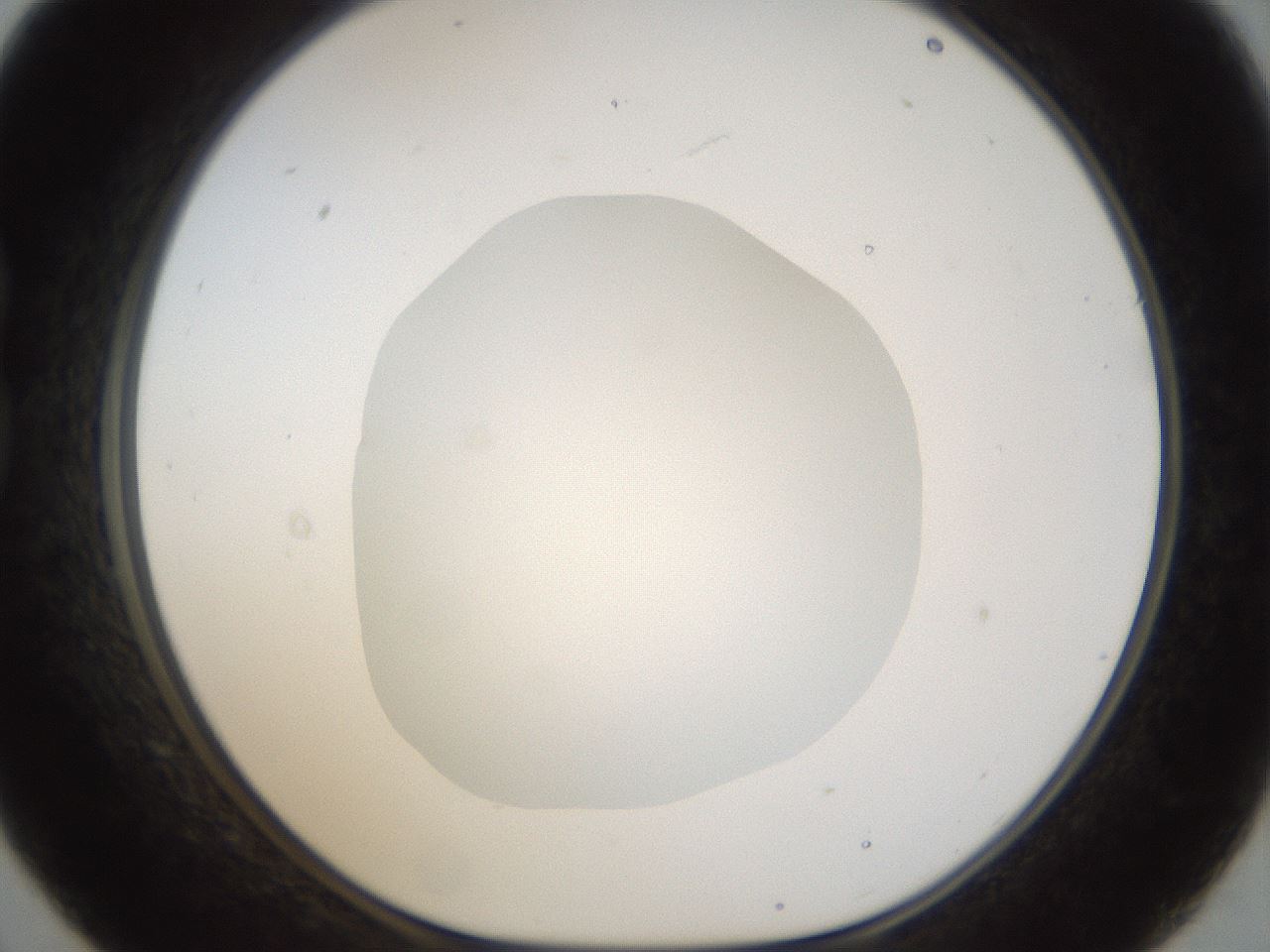 folderID18_plateID1018_batchID1888_wellNum21_profileID1_d1_r43096_ef.jpg