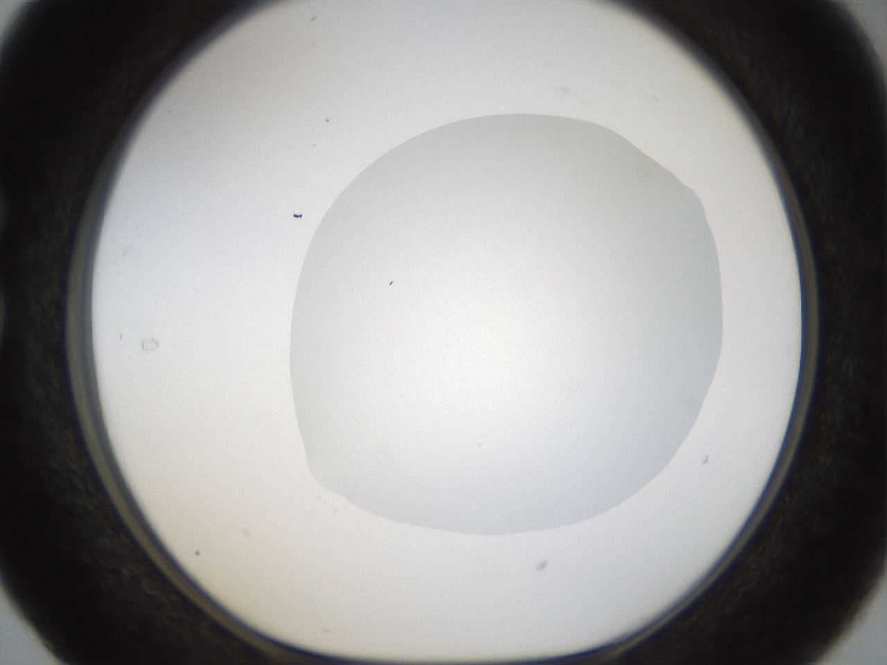 folderID18_plateID1018_batchID1888_wellNum29_profileID1_d1_r43104_ef.jpg