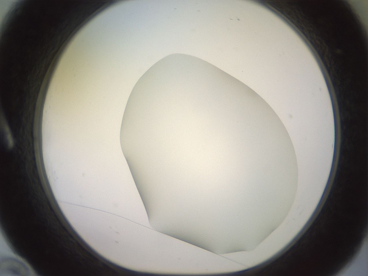 folderID417_plateID2417_batchID11657_wellNum10_profileID1_d1_r179081_ef.jpg