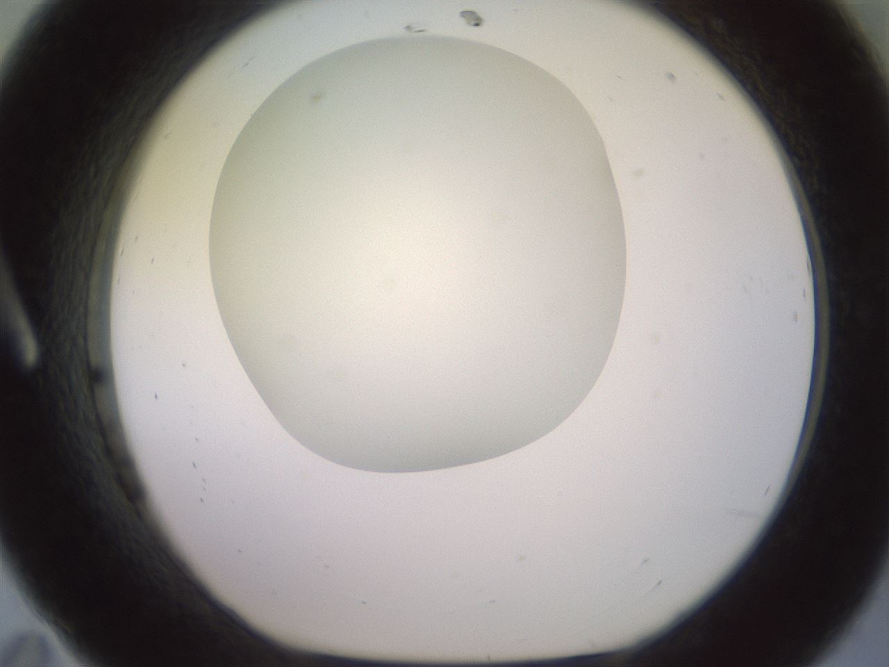 folderID417_plateID2417_batchID11657_wellNum11_profileID1_d1_r179082_ef.jpg