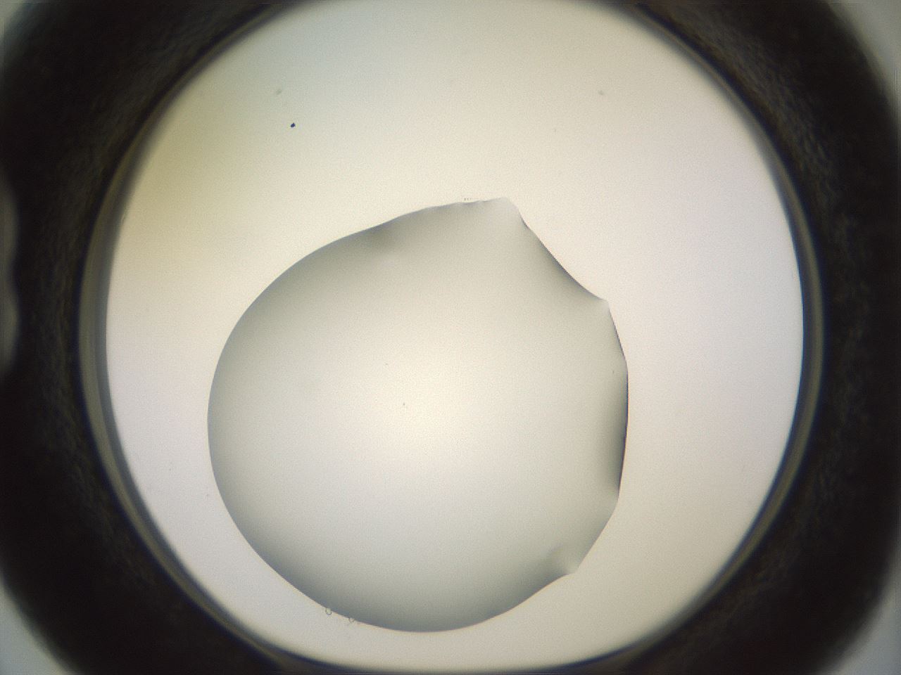 folderID417_plateID2417_batchID11657_wellNum15_profileID1_d1_r179086_ef.jpg