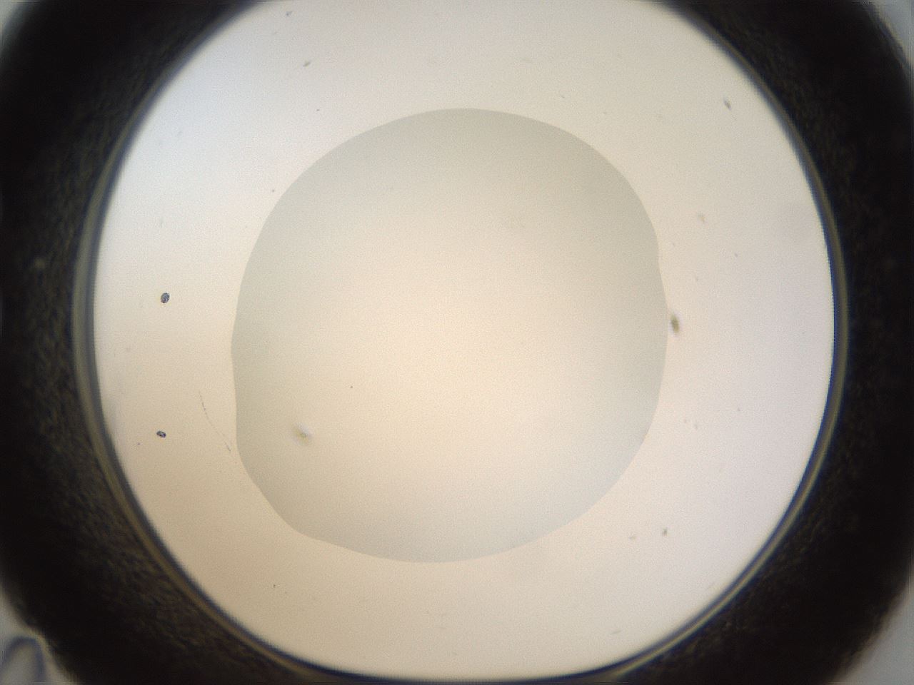 folderID18_plateID1018_batchID1888_wellNum35_profileID1_d1_r43110_ef.jpg