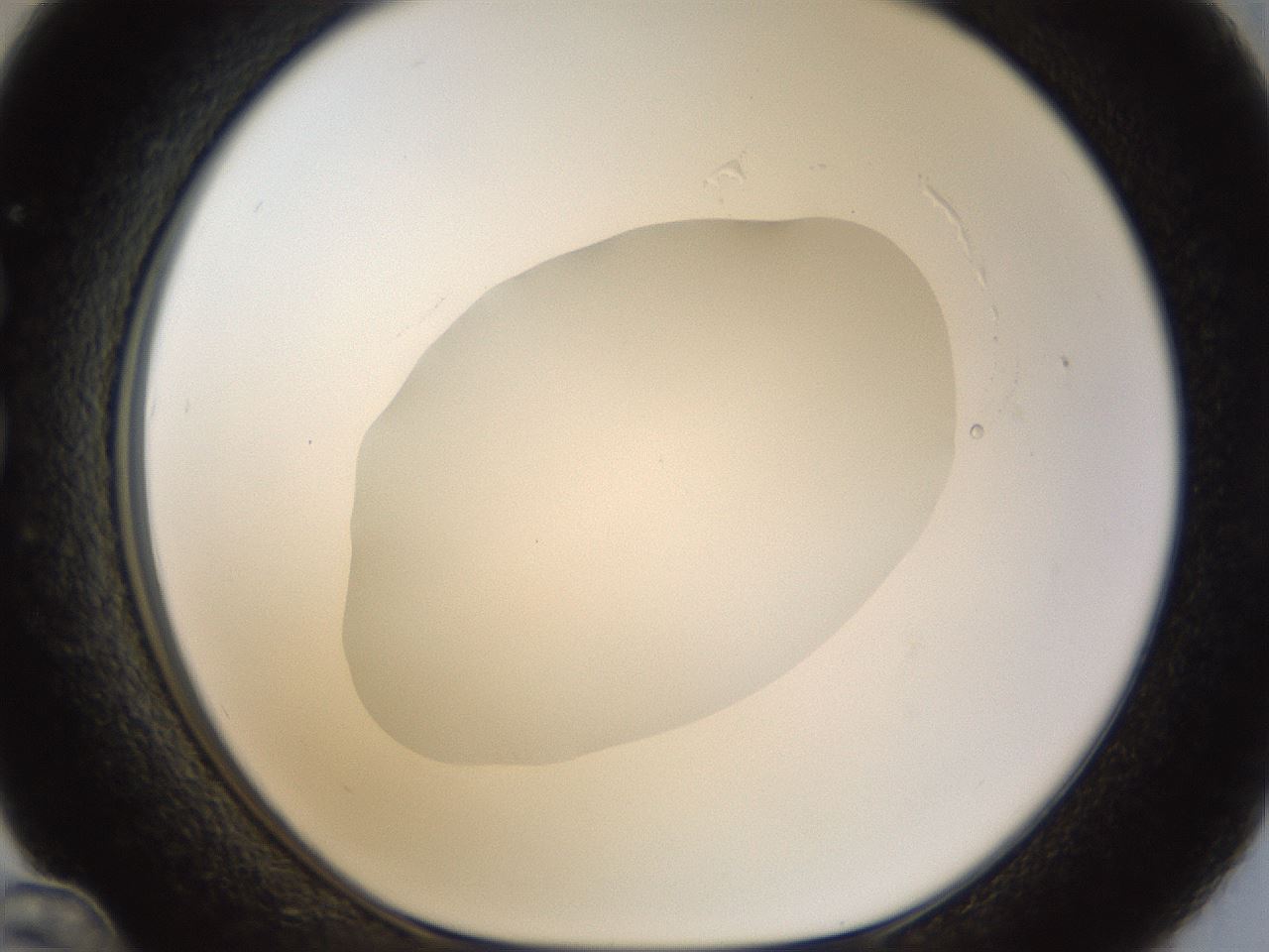 folderID18_plateID1018_batchID1888_wellNum36_profileID1_d1_r43111_ef.jpg