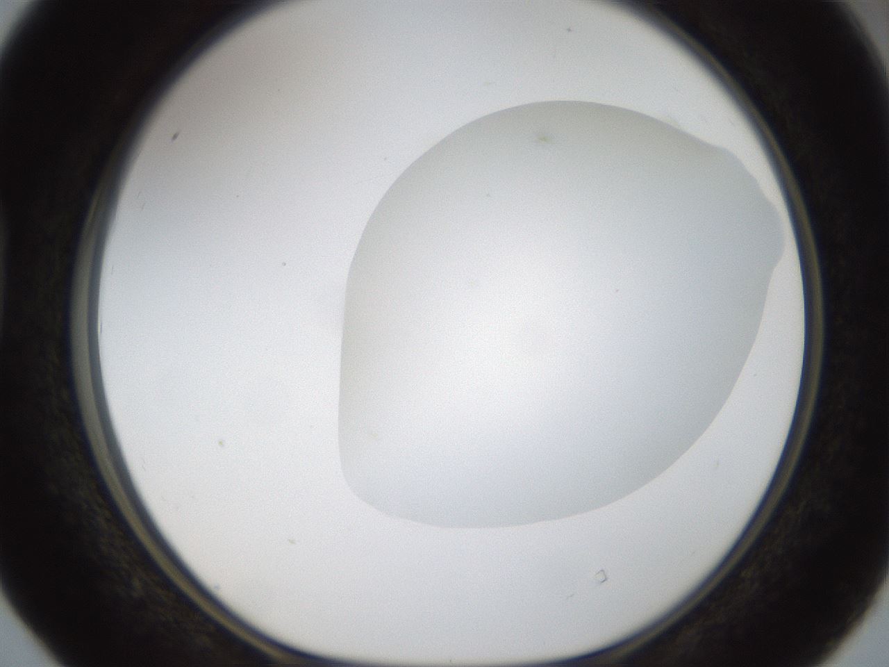 folderID18_plateID1018_batchID1888_wellNum40_profileID1_d1_r43115_ef.jpg