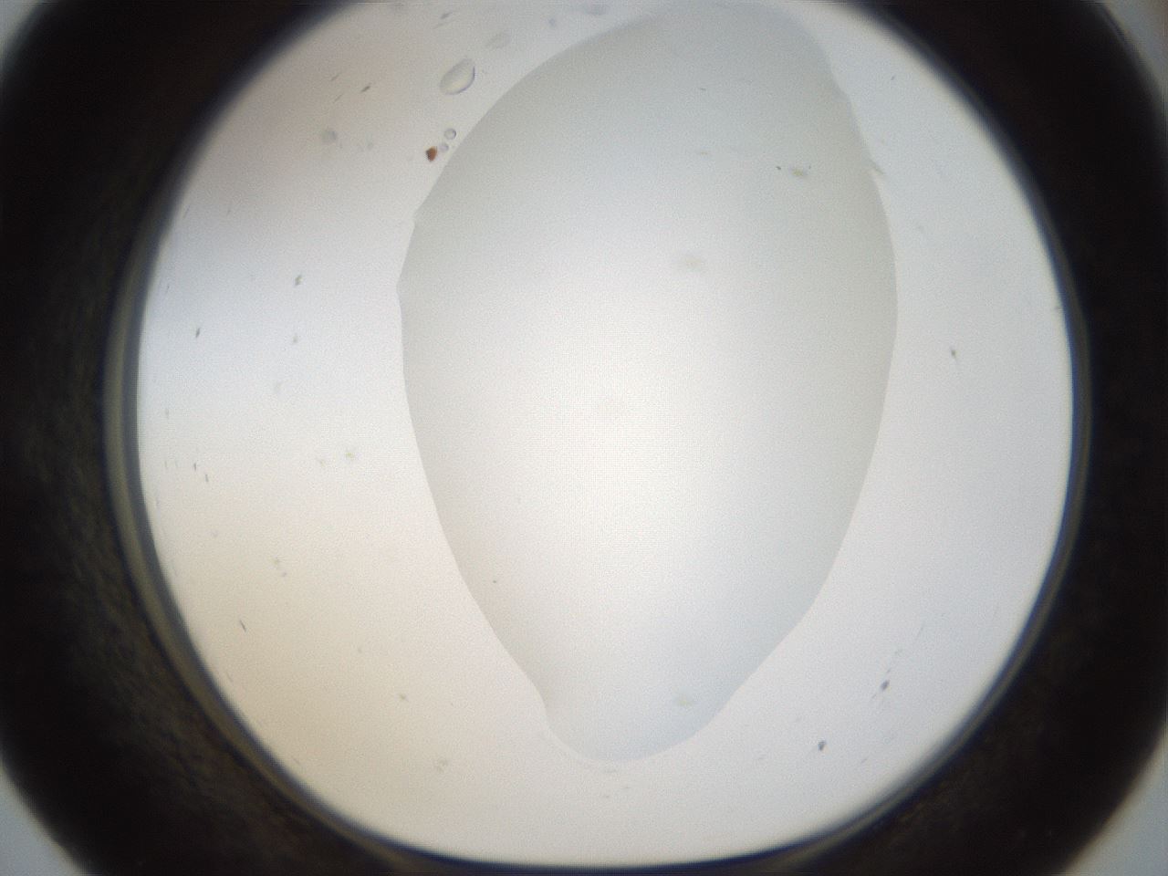 folderID18_plateID1018_batchID1888_wellNum55_profileID1_d1_r43130_ef.jpg