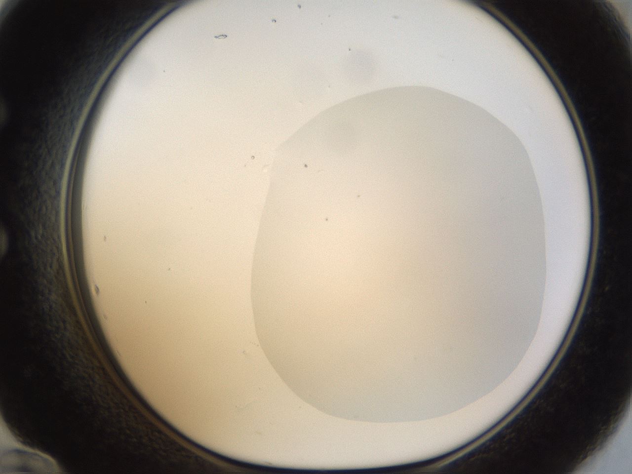 folderID18_plateID1018_batchID1888_wellNum60_profileID1_d1_r43135_ef.jpg