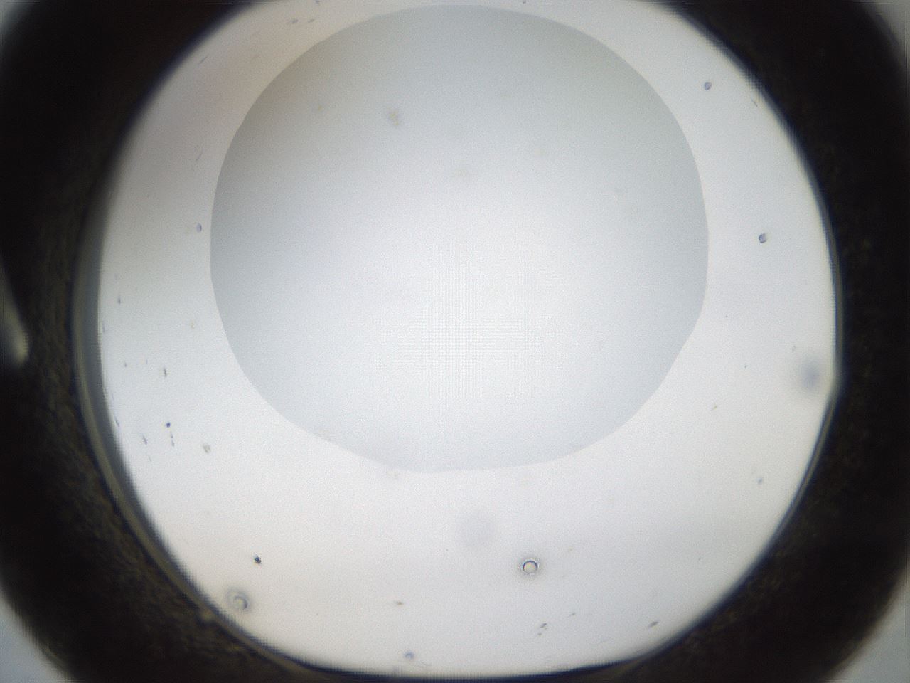 folderID18_plateID1018_batchID1888_wellNum8_profileID1_d1_r43083_ef.jpg