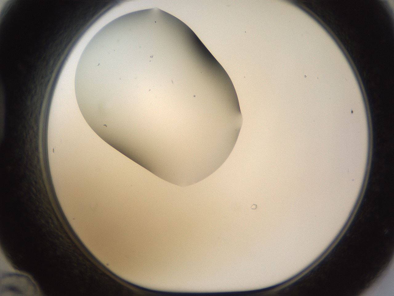 folderID190_plateID1190_batchID3355_wellNum48_profileID1_d1_r64974_ef.jpg
