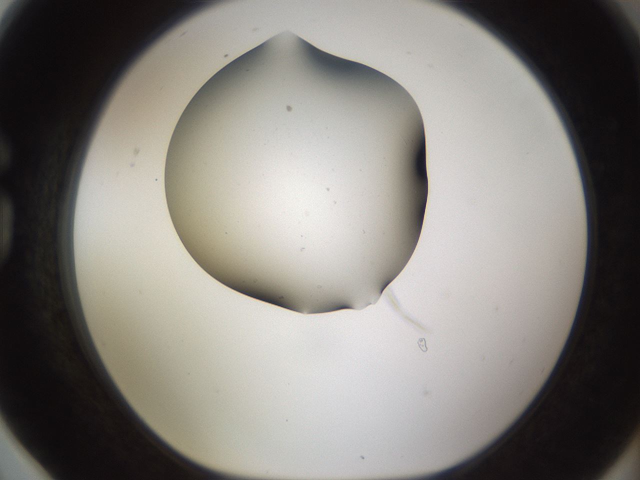 folderID190_plateID1190_batchID3355_wellNum78_profileID1_d1_r65004_ef.jpg