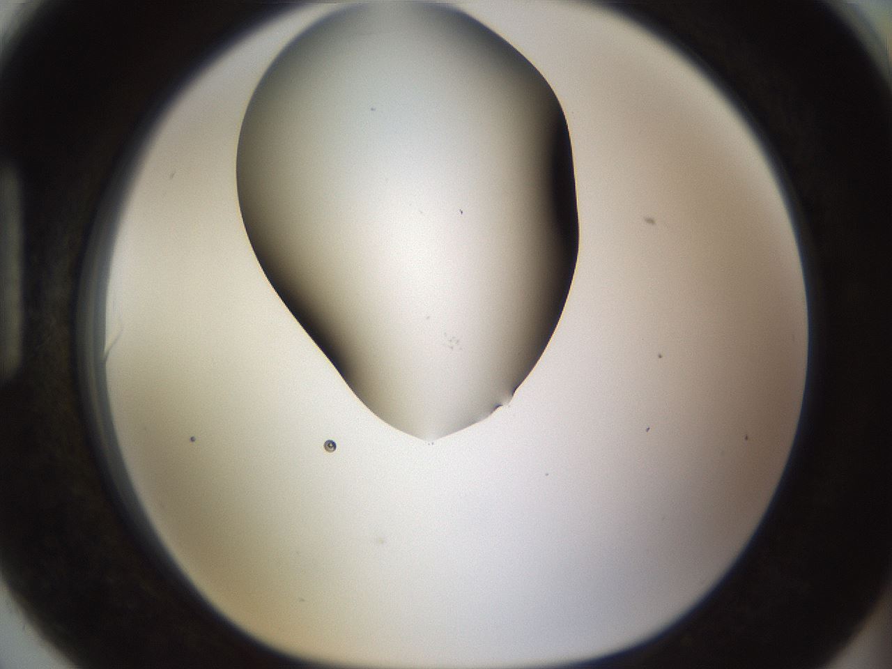 folderID190_plateID1190_batchID3355_wellNum90_profileID1_d1_r65016_ef.jpg