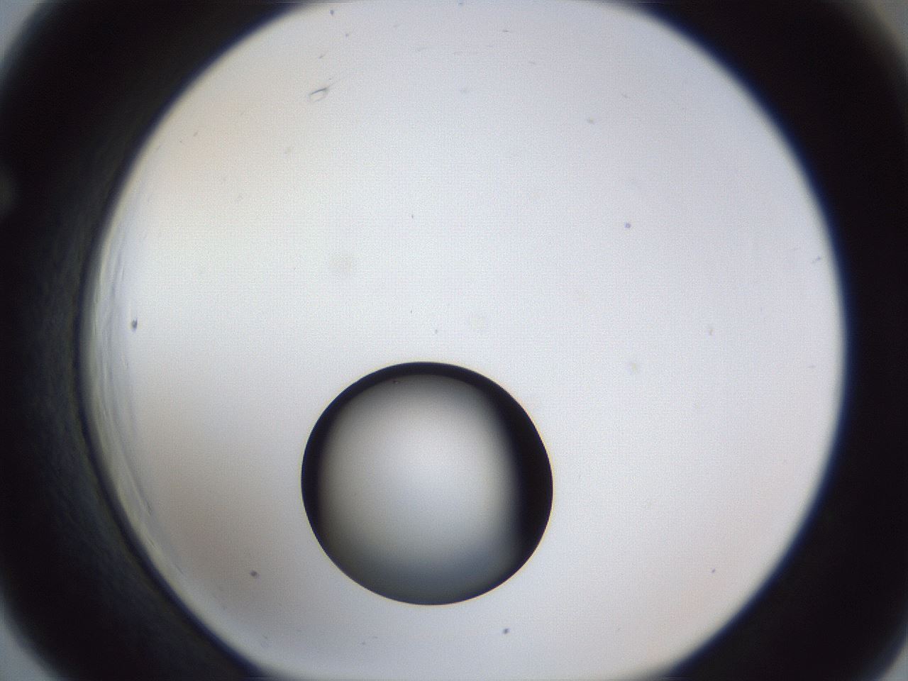 folderID17_plateID1017_batchID1900_wellNum66_profileID1_d1_r43237_ef.jpg