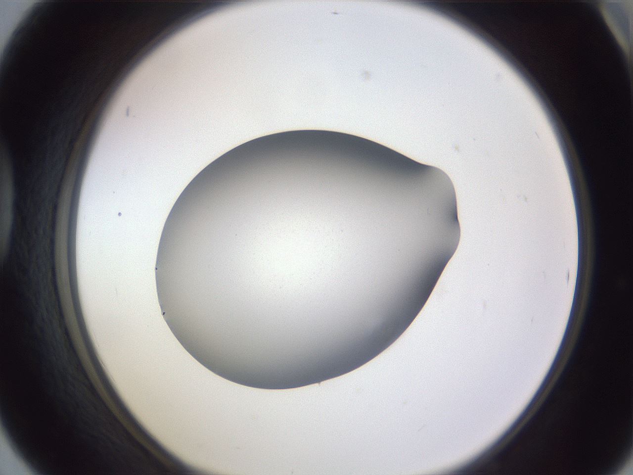 folderID190_plateID2190_batchID9958_wellNum42_profileID1_d1_r148544_ef.jpg