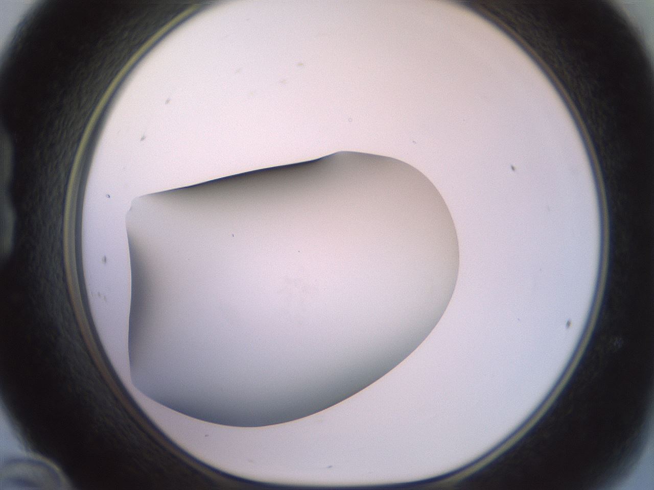 folderID417_plateID2417_batchID11657_wellNum24_profileID1_d1_r179095_ef.jpg
