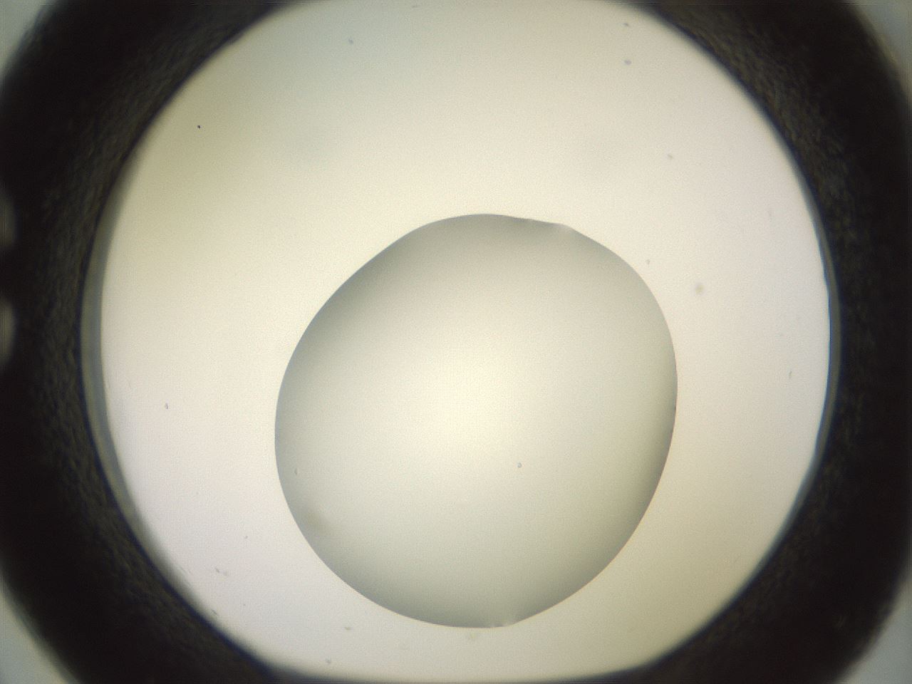 folderID417_plateID2417_batchID11657_wellNum26_profileID1_d1_r179097_ef.jpg