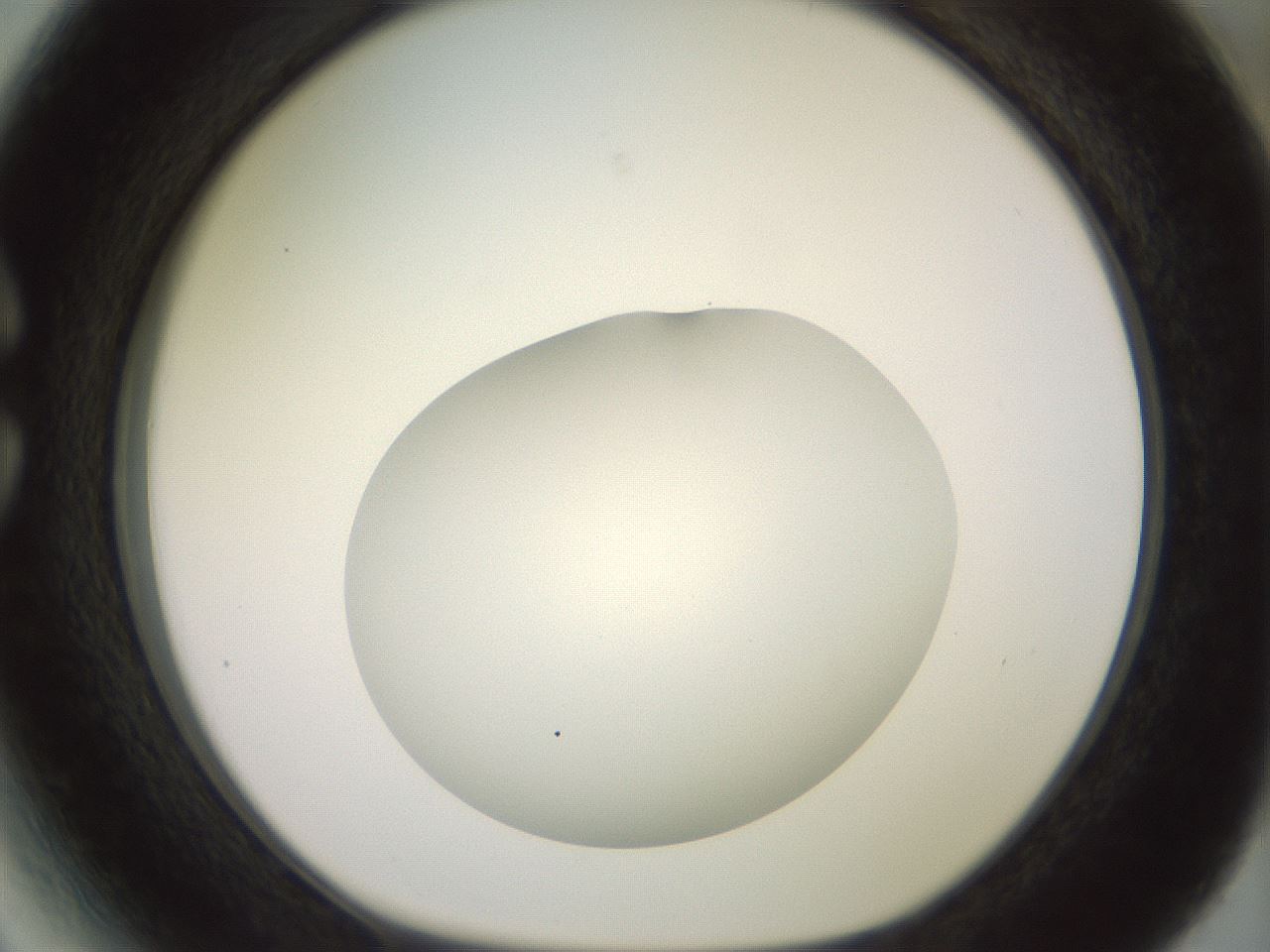 folderID417_plateID2417_batchID11657_wellNum27_profileID1_d1_r179098_ef.jpg