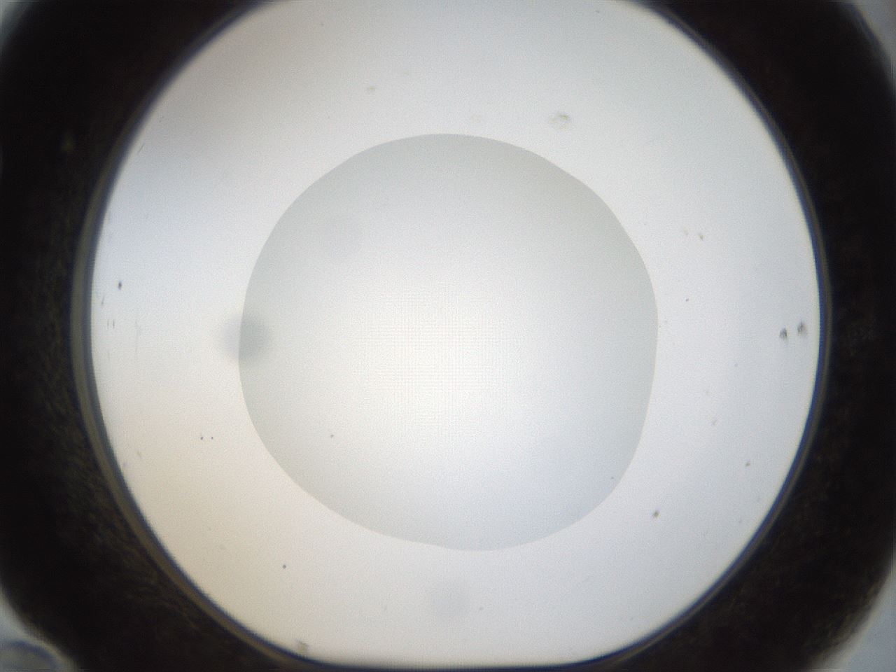 folderID18_plateID1018_batchID1888_wellNum70_profileID1_d1_r43145_ef.jpg