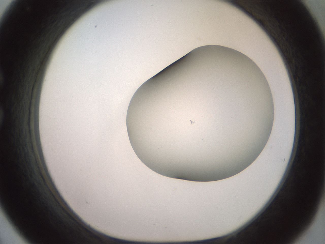 folderID417_plateID2417_batchID11657_wellNum33_profileID1_d1_r179104_ef.jpg