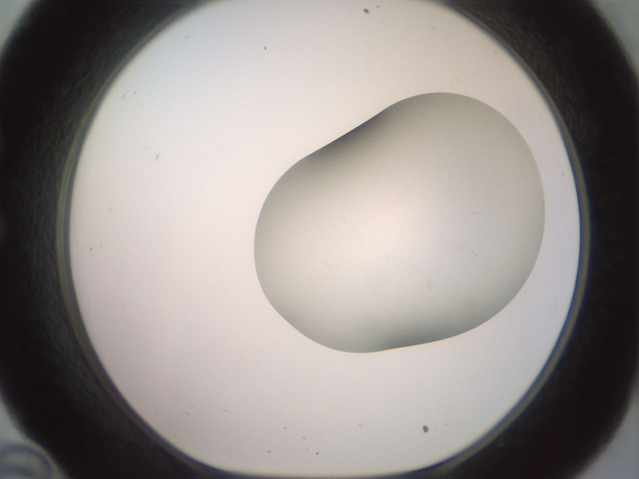 folderID417_plateID2417_batchID11657_wellNum34_profileID1_d1_r179105_ef.jpg