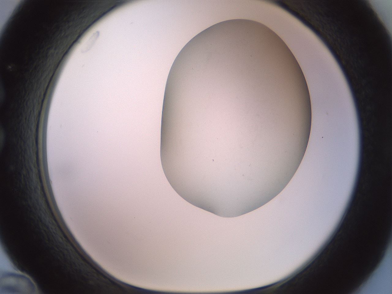 folderID417_plateID2417_batchID11657_wellNum36_profileID1_d1_r179107_ef.jpg