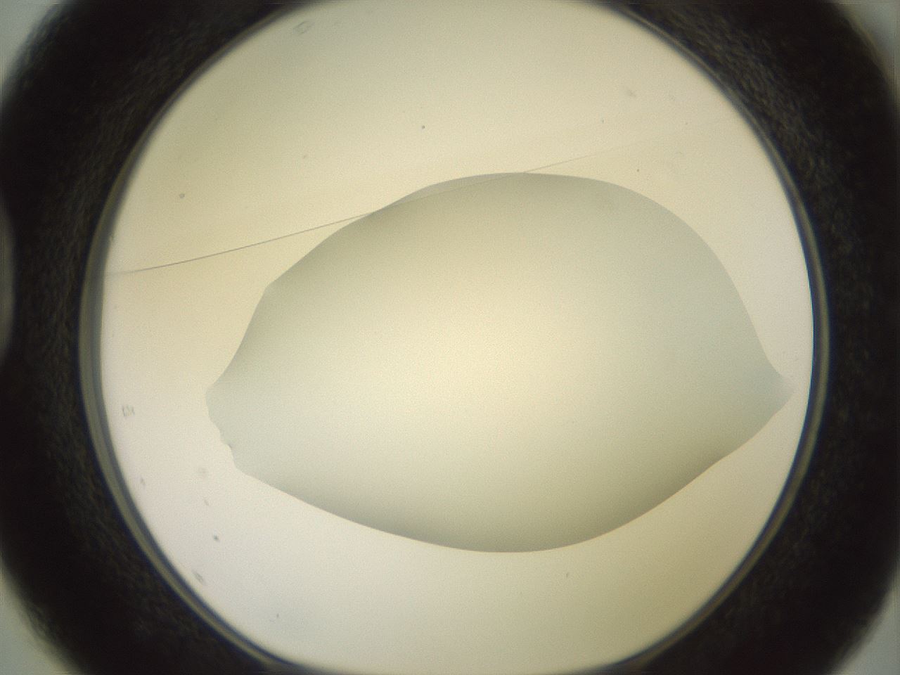 folderID417_plateID2417_batchID11657_wellNum37_profileID1_d1_r179108_ef.jpg