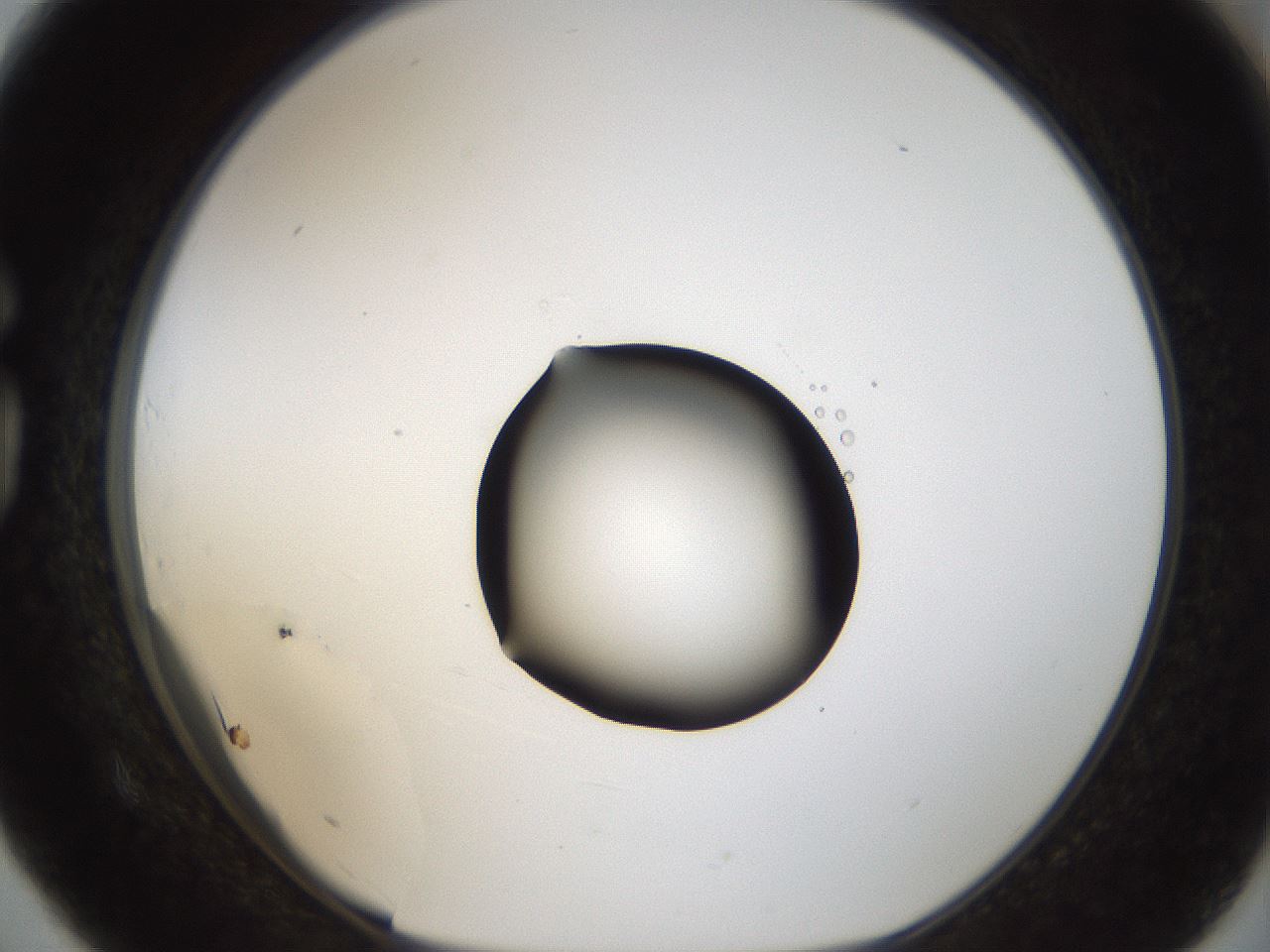 folderID18_plateID1018_batchID1888_wellNum75_profileID1_d1_r43150_ef.jpg