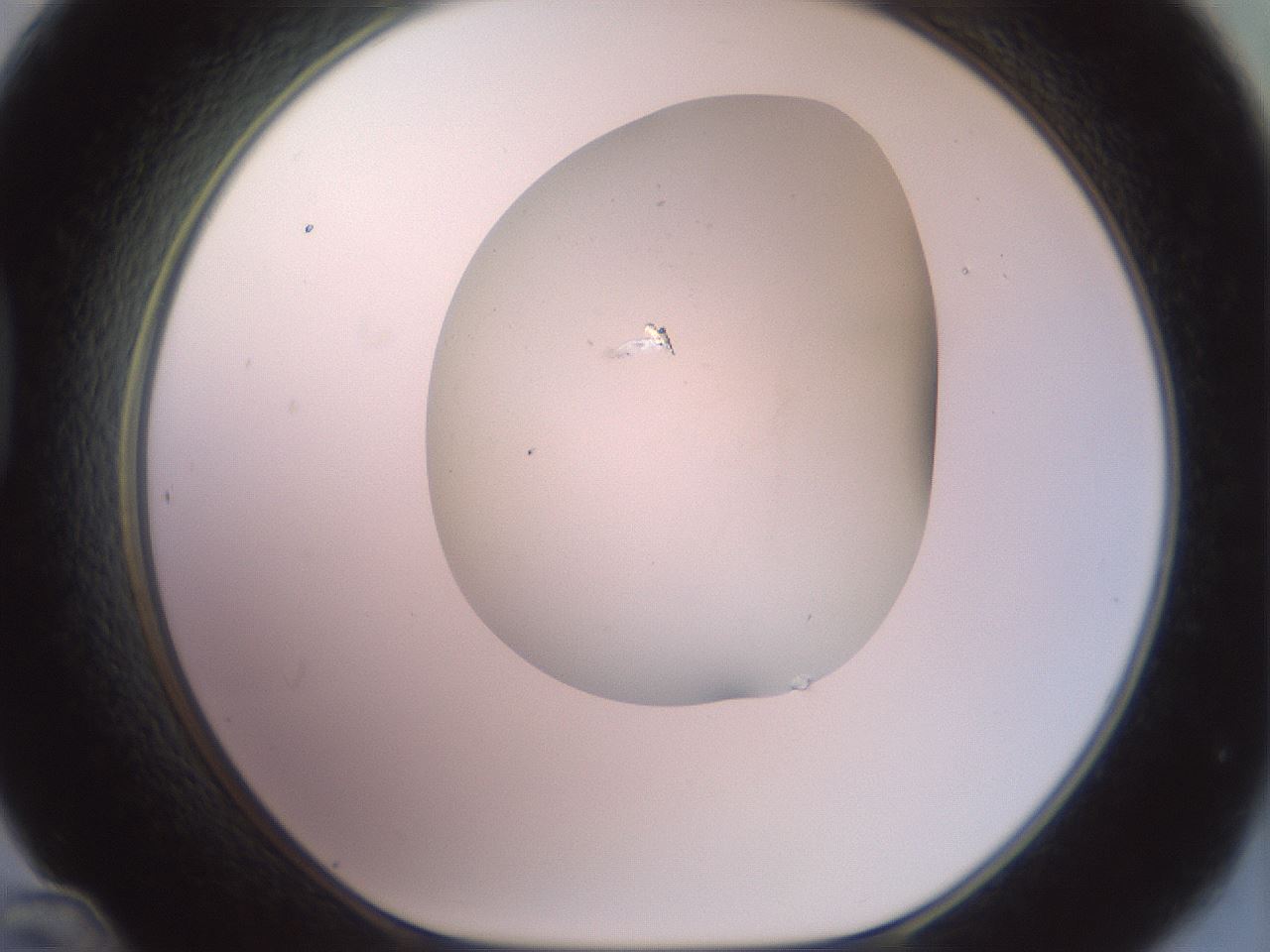 folderID417_plateID2417_batchID11657_wellNum48_profileID1_d1_r179119_ef.jpg