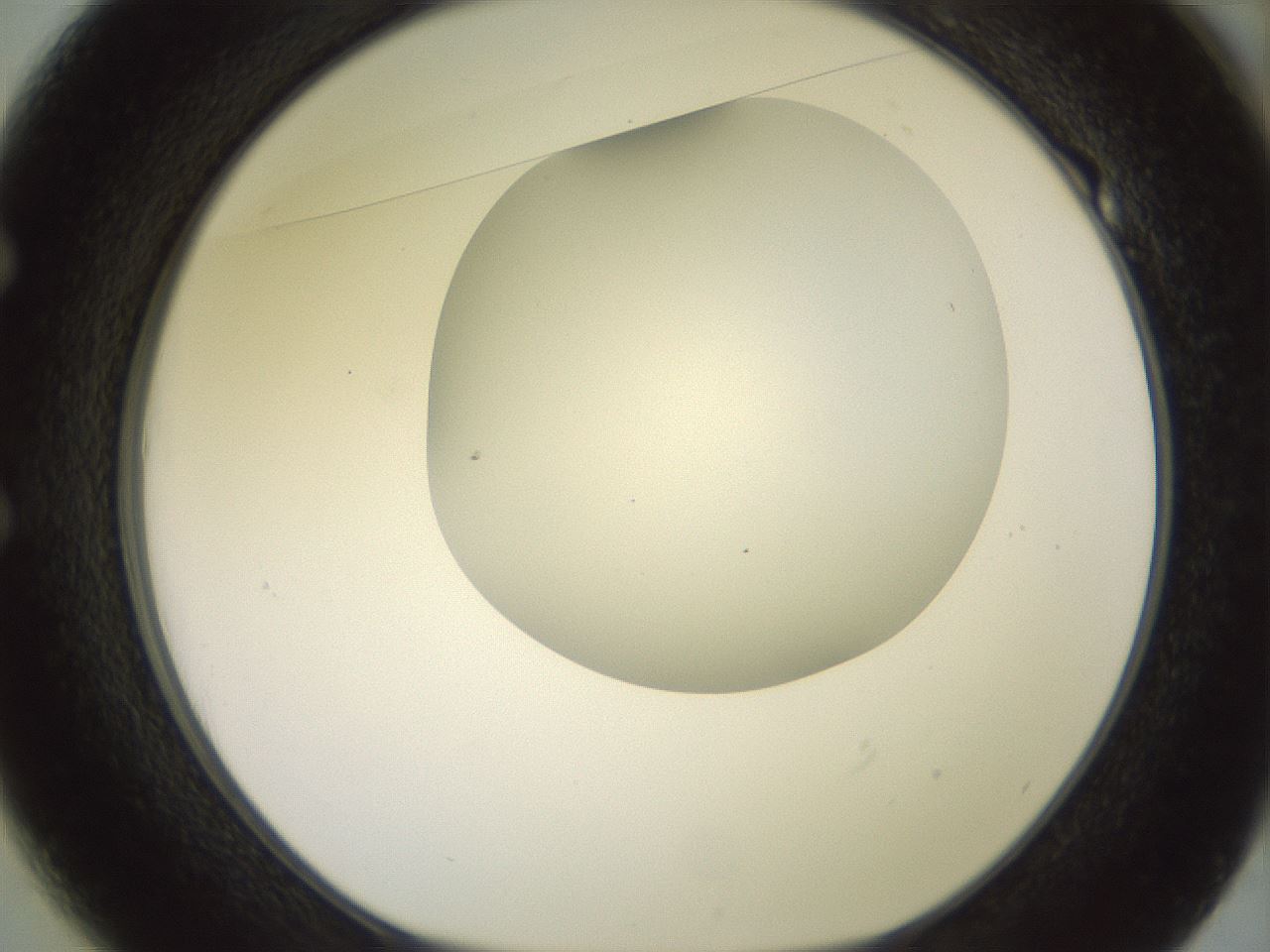 folderID417_plateID2417_batchID11657_wellNum49_profileID1_d1_r179120_ef.jpg