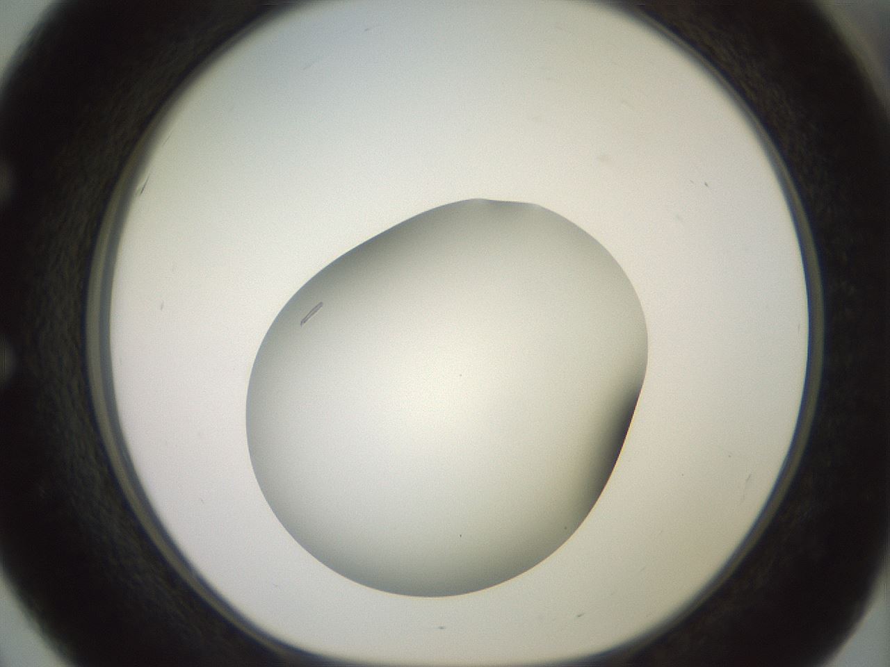 folderID417_plateID2417_batchID11657_wellNum51_profileID1_d1_r179122_ef.jpg