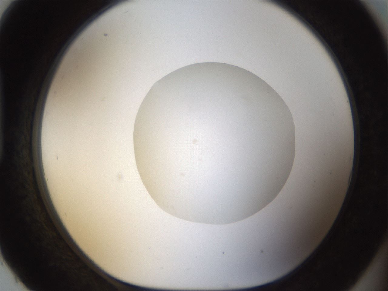 folderID18_plateID1018_batchID1888_wellNum93_profileID1_d1_r43168_ef.jpg