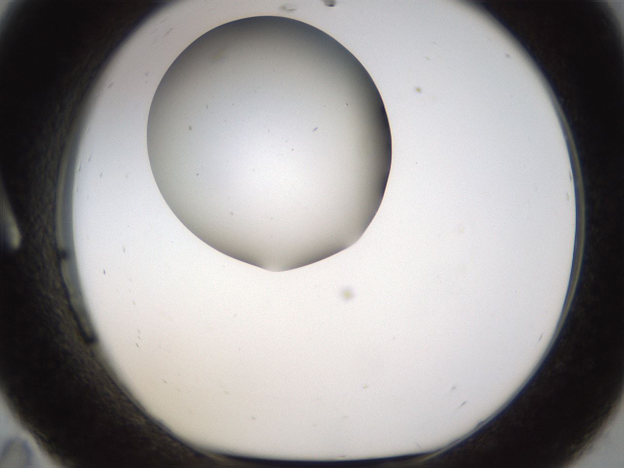 folderID190_plateID1190_batchID3355_wellNum11_profileID1_d1_r64937_ef.jpg