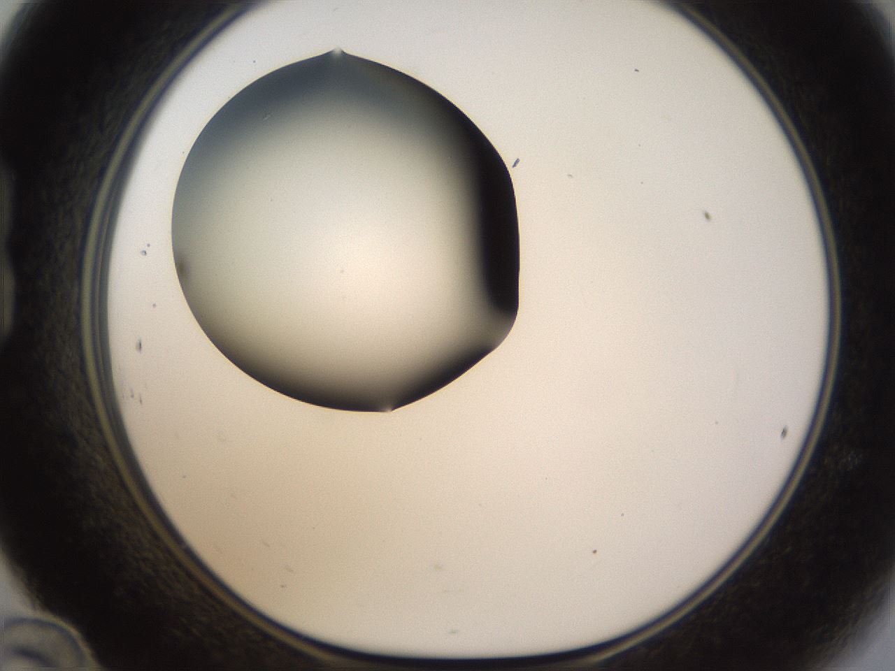 folderID190_plateID1190_batchID3355_wellNum24_profileID1_d1_r64950_ef.jpg