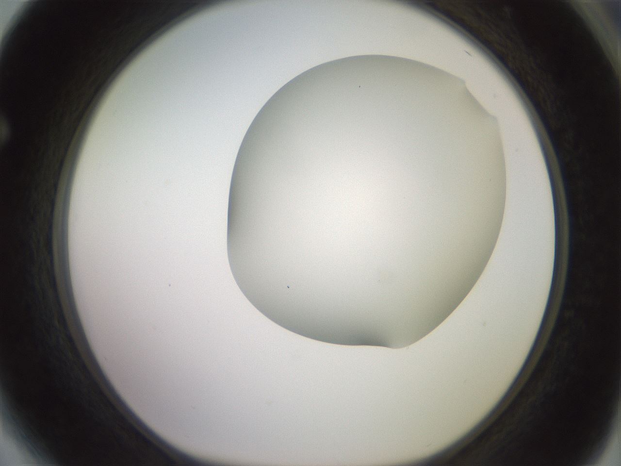 folderID417_plateID2417_batchID11657_wellNum64_profileID1_d1_r179135_ef.jpg